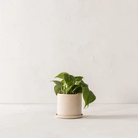 Convivial Minimal Raw Stoneware Planters | West Elm