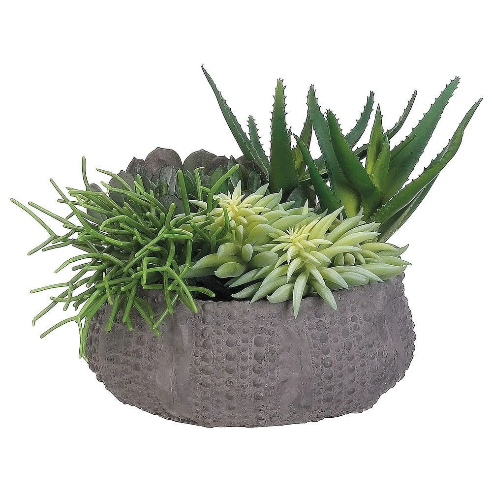 Faux Potted Succulents w/ Planter | West Elm