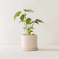 Convivial Minimal Raw Stoneware Planters | West Elm