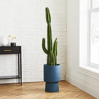 Faux Potted Cactus Plant & Medium Bishop Planter Bundle | West Elm