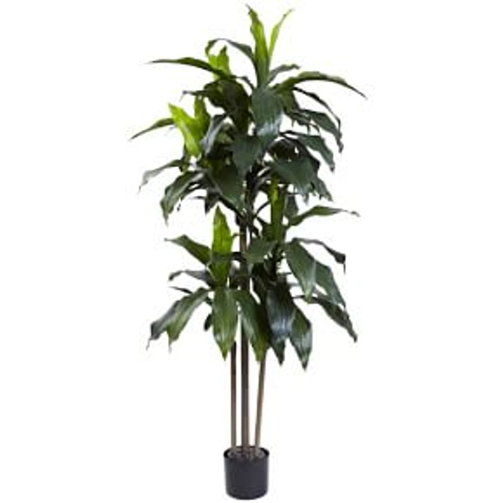 Dracaena Plant UV Resistent, 5 feet