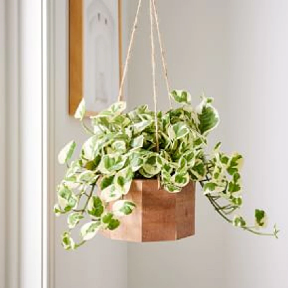 6in Pothos Plant in Hanging Wood Planter