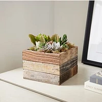 6in Mixed Succulent Garden in Kodiak Planter