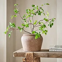 Faux Potted Tabletop Bursera Bipinnata Plant, Version 1, Green