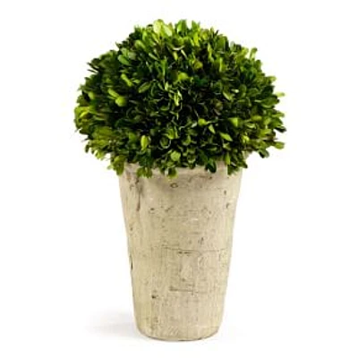 Boxwood Three-Quarter Ball, In Pot, 28"H