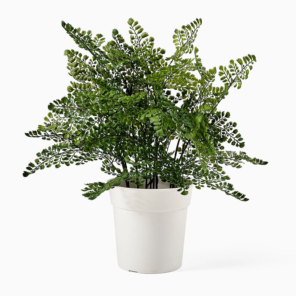 Faux Potted Maidenhair Fern Plant | West Elm