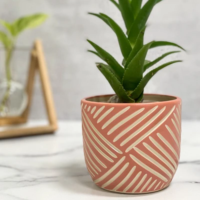 SampleHAUS Zulu Cachepot Planters | West Elm