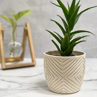 SampleHAUS Zulu Cachepot Planters | West Elm