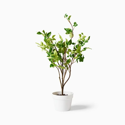 Faux Potted Bursera Plant | West Elm