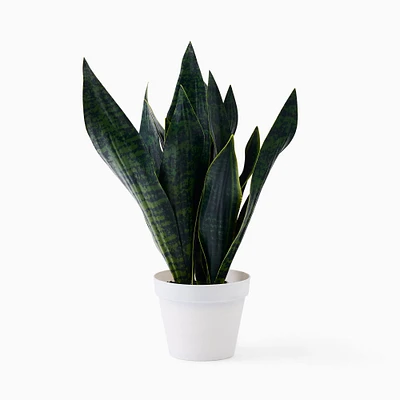 Faux Potted Snake Plant