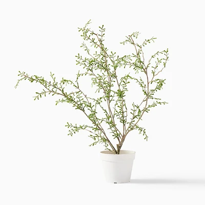 Faux Potted Sophora Prostrata Plant | West Elm