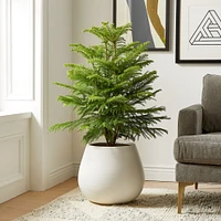 Live Norfolk Island Pine Plant, 6"