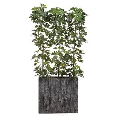 Faux Potted Eva Schefflera, 6.5', Green