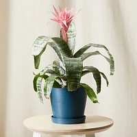 Live Plant, Bromeliad Aechmea Pink, Medium Tabletop, 8''diam, Terracotta Planter