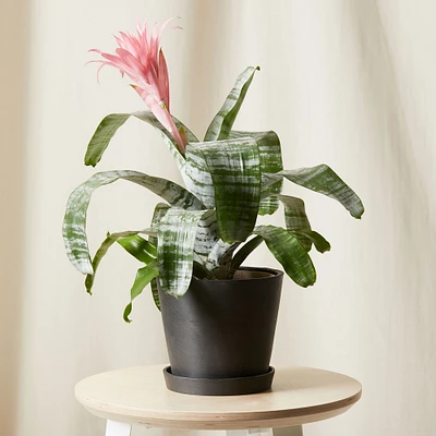 Live Plant, Bromeliad Aechmea Pink, Medium Tabletop, 8''diam, Terracotta Planter