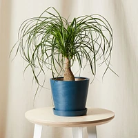 Live Plant, Ponytail Palm, Medium Tabletop, 8''diam, Terracotta Planter