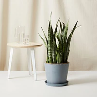 Live Plant, Sansevieria, Large Floor, 12''diam, Terracotta Planter