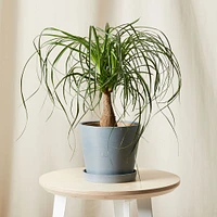 Live Plant, Ponytail Palm, Medium Tabletop, 8''diam, Terracotta Planter