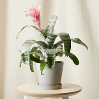 Live Plant, Bromeliad Aechmea Pink, Medium Tabletop, 8''diam, Terracotta Planter