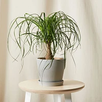 Live Plant, Ponytail Palm, Medium Tabletop, 8''diam, Terracotta Planter