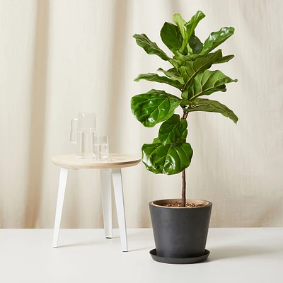 Live Plant, Fiddle Leaf Fig, Extra Large Floor, 12''diam, Terracotta Planter