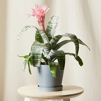 Live Plant, Bromeliad Aechmea Pink, Medium Tabletop, 8''diam, Terracotta Planter