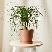 Live Plant, Ponytail Palm, Medium Tabletop, 8''diam, Terracotta Planter