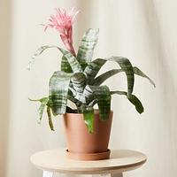 Live Plant, Bromeliad Aechmea Pink, Medium Tabletop, 8''diam, Terracotta Planter