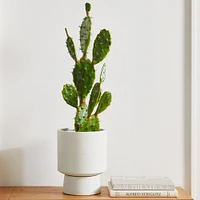 Faux Potted Flat Cactus Plant, 19"