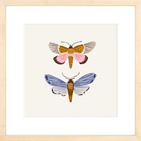 Moths By Sally Murphy Design, Framed Giclee Print, White 11x11