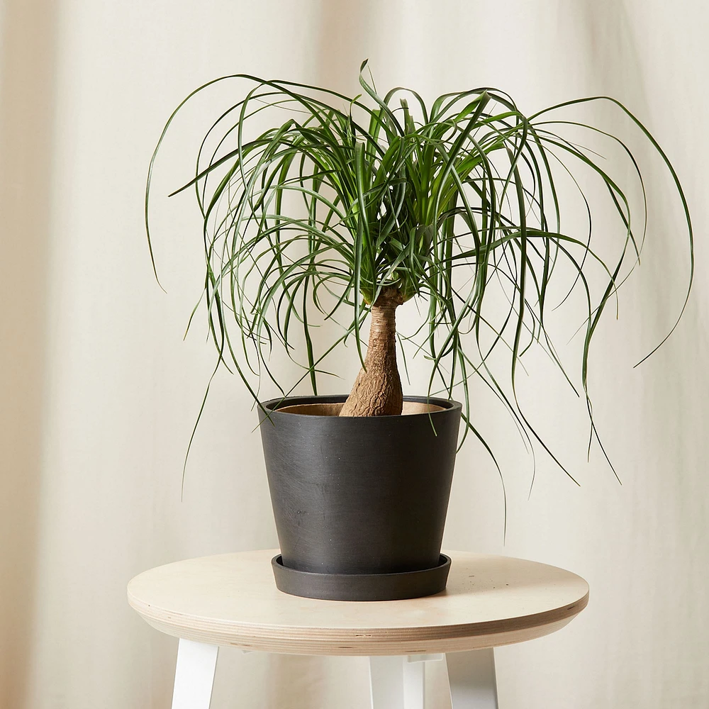 Live Plant, Ponytail Palm, Medium Tabletop, 8''diam, Terracotta Planter