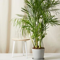 Live Plant, Bamboo Palm, Extra Large Floor, 12''diam, Terracotta Planter