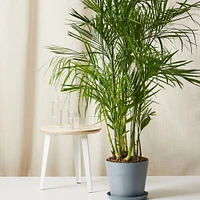 Live Plant, Bamboo Palm, Extra Large Floor, 12''diam, Terracotta Planter