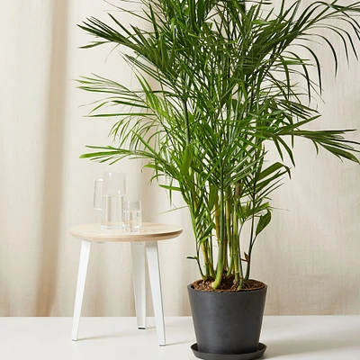 Live Plant, Bamboo Palm, Extra Large Floor, 12''diam, Terracotta Planter