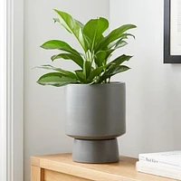 Live Aglaonema Plant in 10" Grower Pot