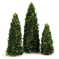 Boxwood Mini Trees, 36"H, Set of 3