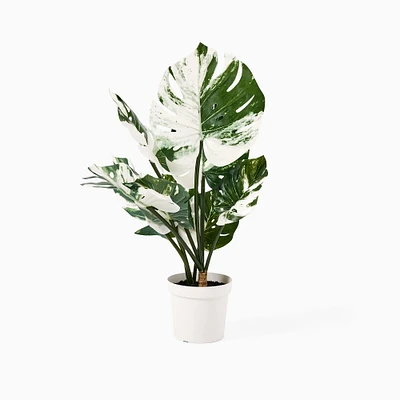 Faux Potted Variegated Monstera Plant