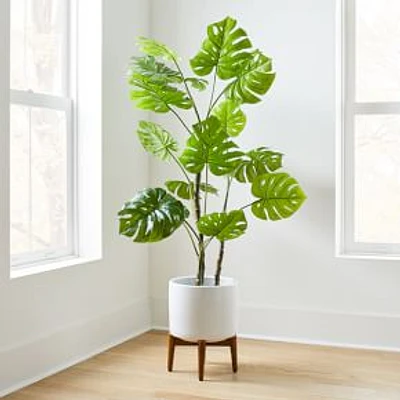 Potted Monstera 5' Plant & Turned Wood Planter, Wide, White