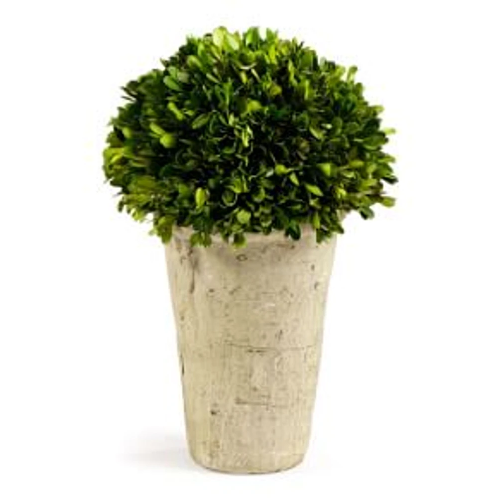 Boxwood Three-Quarter Ball, In Pot, 28"H