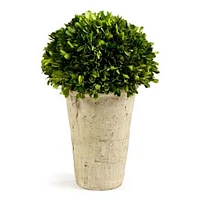 Boxwood Three-Quarter Ball, In Pot, 28"H