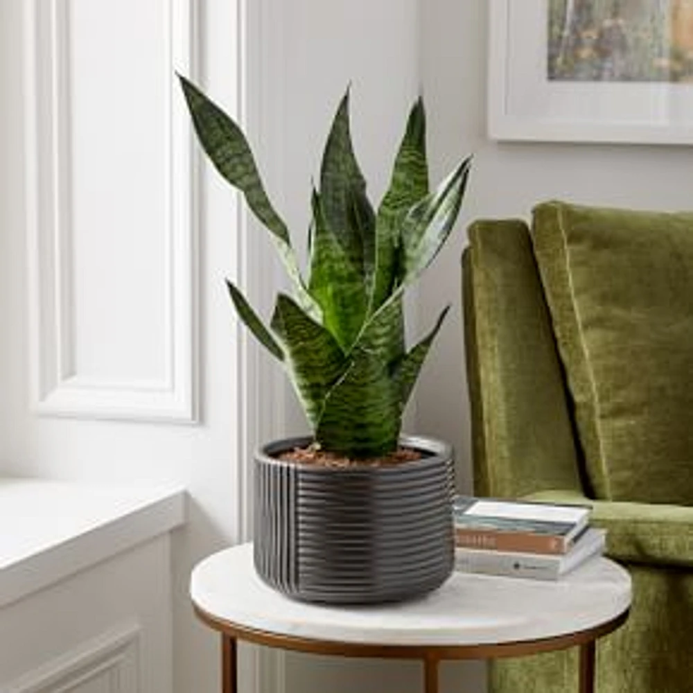 Live Sanseviera Plant in 6" Grower Pot