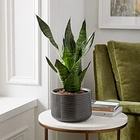 Live Sanseviera Plant in 6" Grower Pot