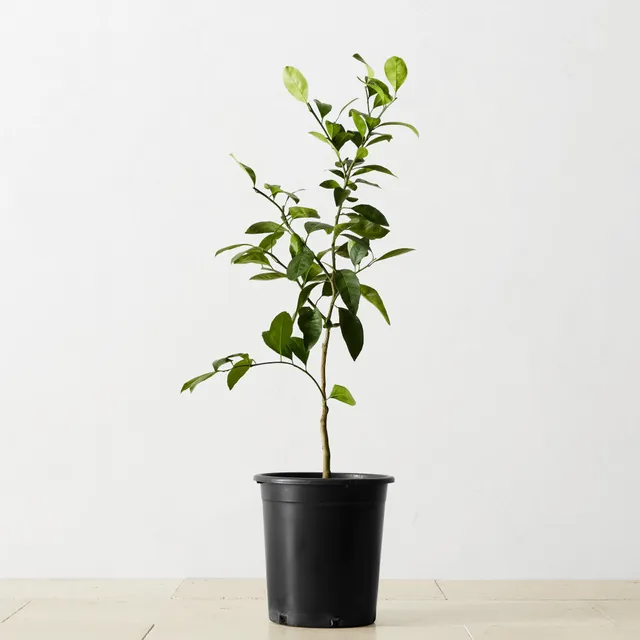 Williams Sonoma Live Alder & Oak Petite Patio Olive Tree