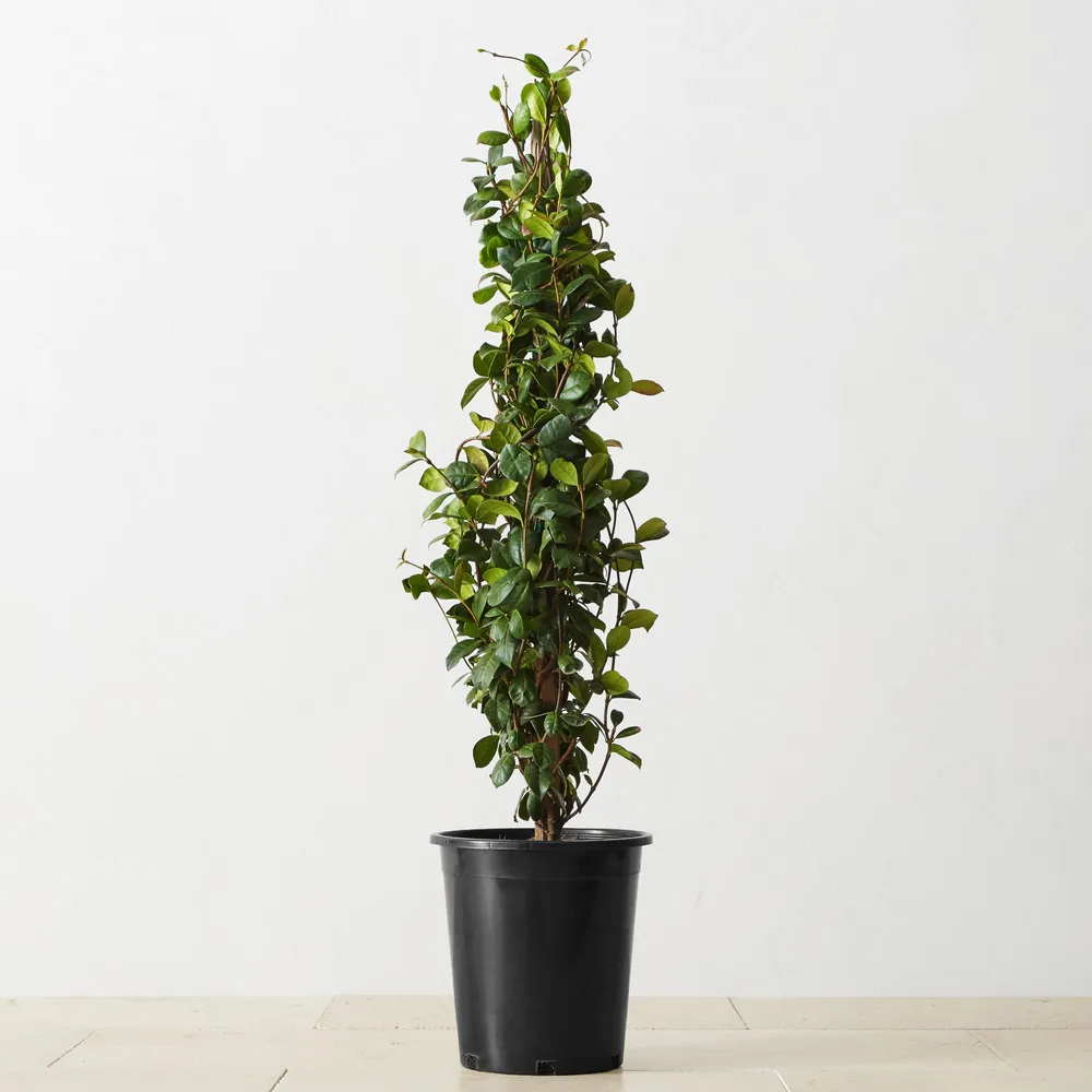 Williams Sonoma Live Alder & Oak Petite Patio Olive Tree