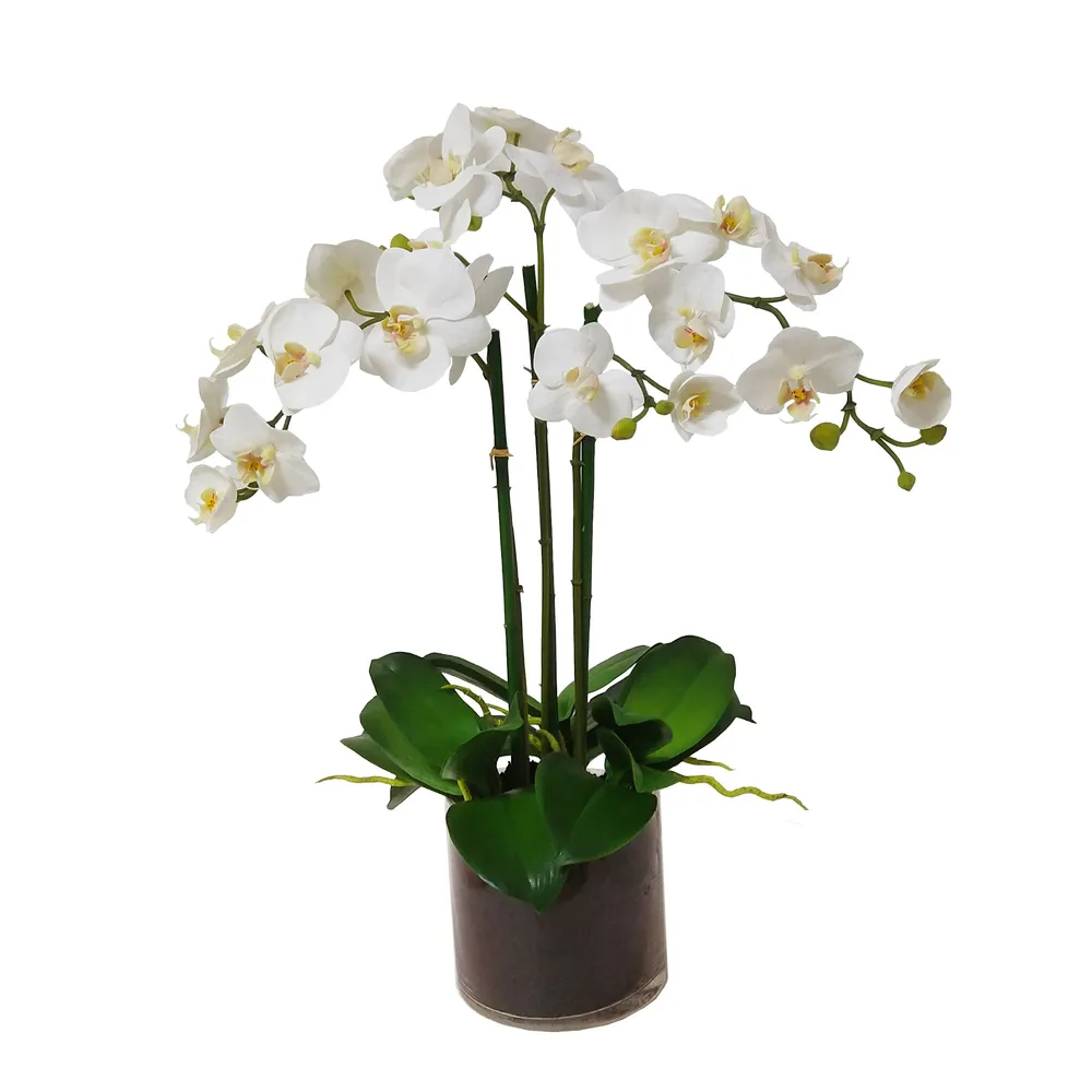 dp black orchid