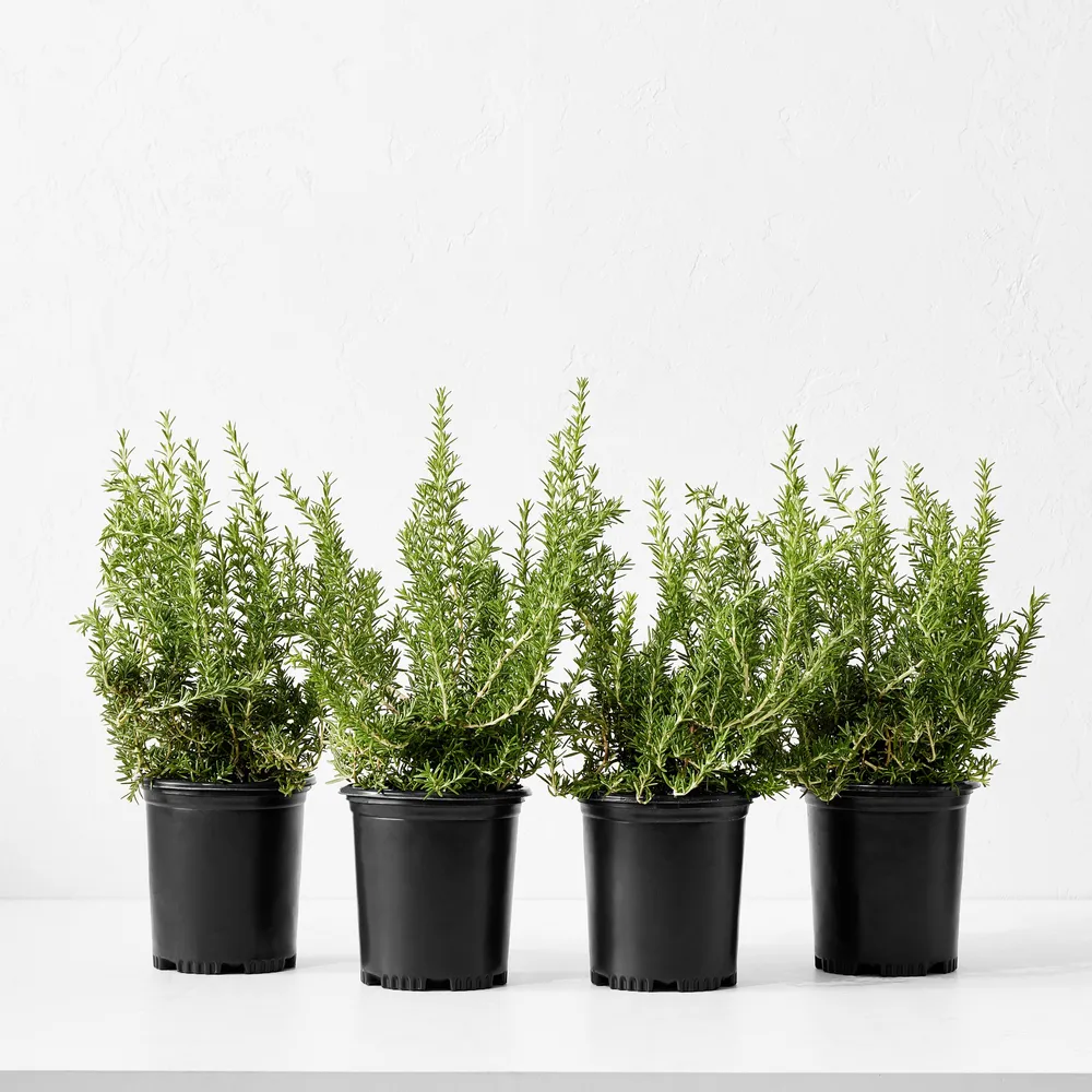 Williams Sonoma Live Alder & Oak Petite Patio Olive Tree