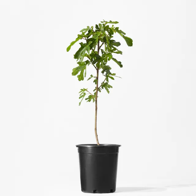 Williams Sonoma Live Alder & Oak Petite Patio Olive Tree