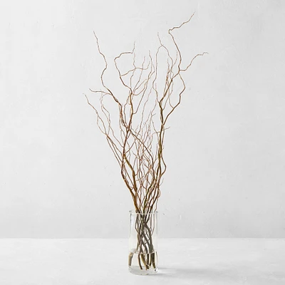 Fresh Curly Willow Branches