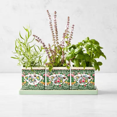 Famille Rose Herb Planter with Tray