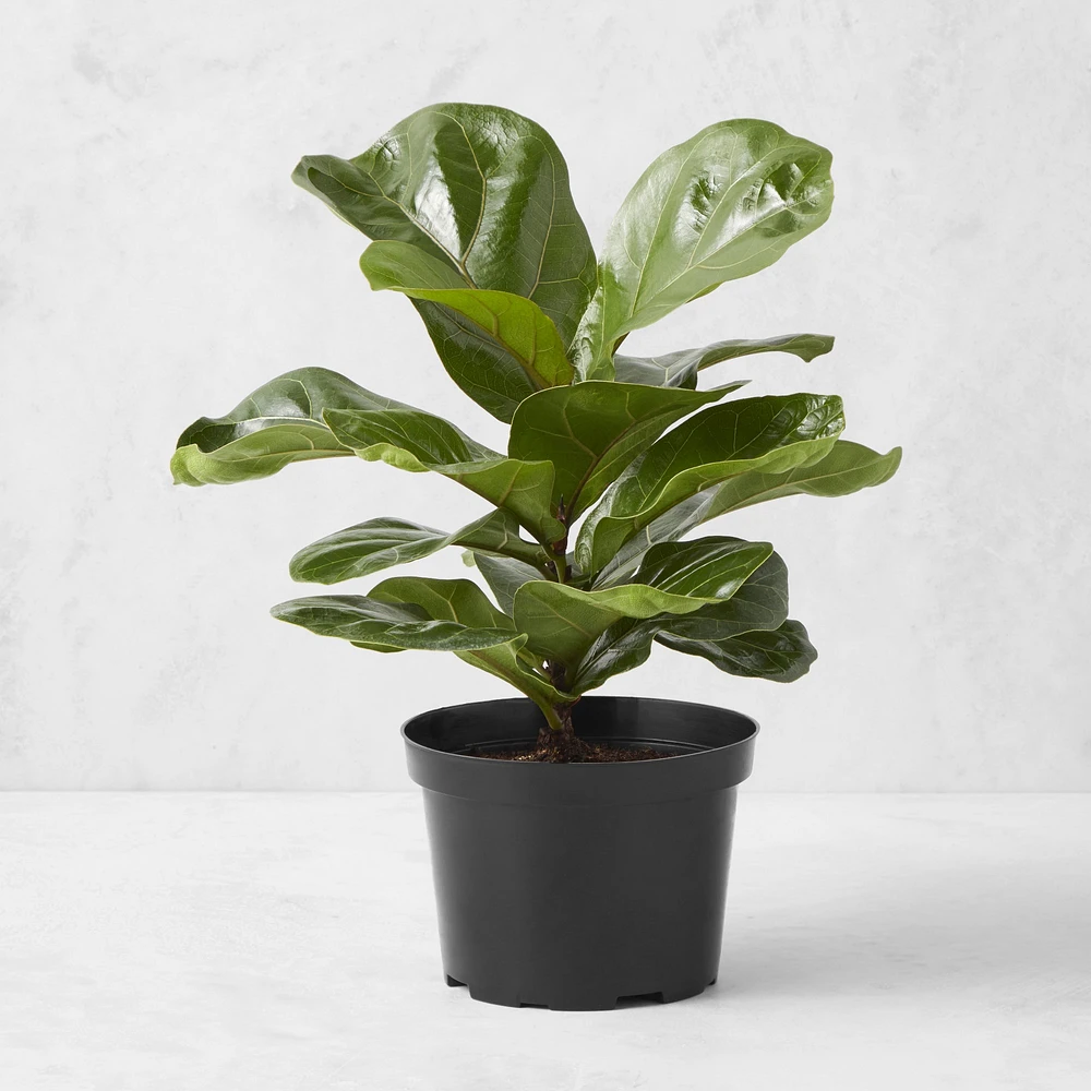 Live Fiddle Leaf Fig